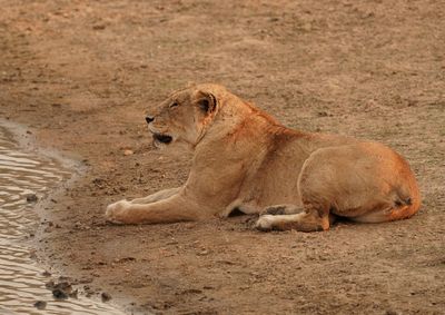 Leeu / Lion