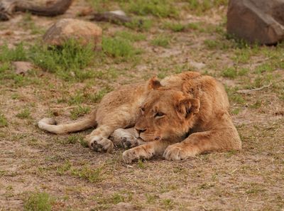 Leeu / Lion