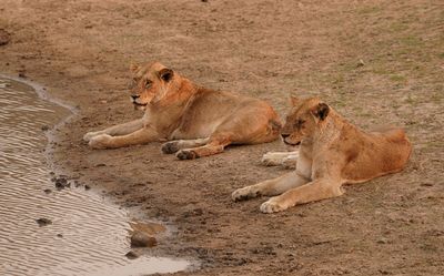 Leeu / Lion