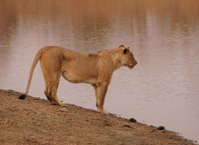Leeu / Lion