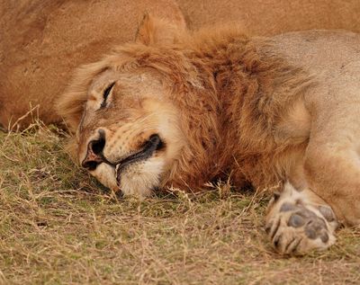 Leeu / Lion