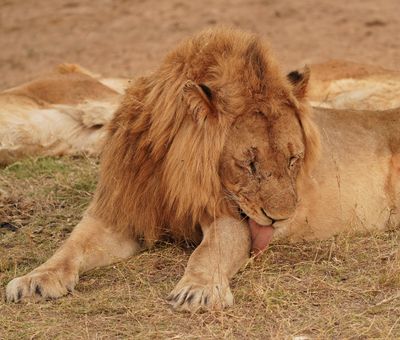 Leeu / Lion