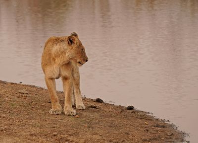 Leeu / Lion