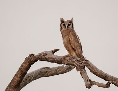 Reuse Ooruil / Verreaux's Eagle-Owl