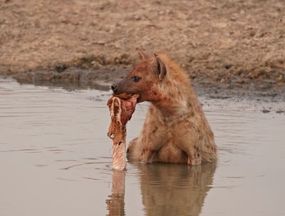 Gevlekte Hiëna / Spotted Hyena