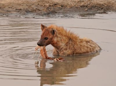 Gevlekte Hiëna / Spotted Hyena