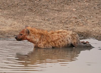 Gevlekte Hiëna / Spotted Hyena