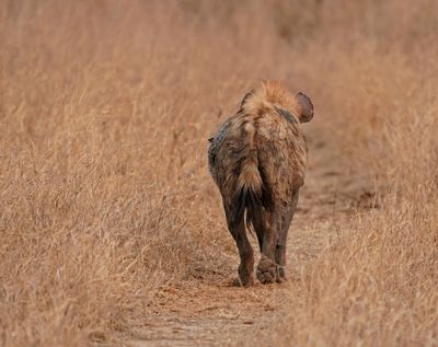 Gevlekte Hiëna / Spotted Hyena