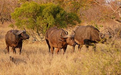 Buffel / African Buffalo