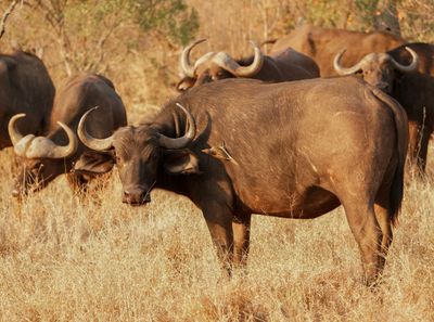 Buffel / African Buffalo