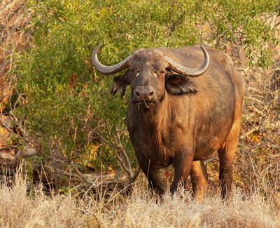 Buffel / African Buffalo