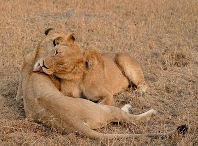 Leeu / Lion
