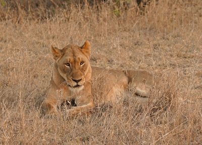 Leeu / Lion