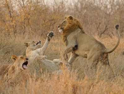 Leeu / Lion