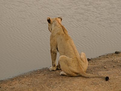 Leeu / Lion