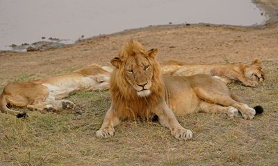 Leeu / Lion