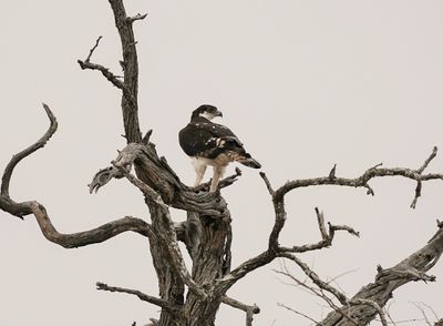 Grootjagarend / African Hawk Eagle