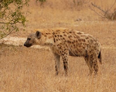 Gevlekte Hiëna / Spotted Hyena