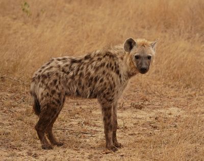 Gevlekte Hiëna / Spotted Hyena