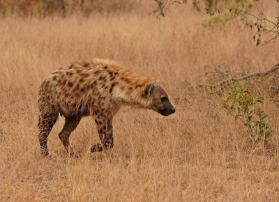 Gevlekte Hiëna / Spotted Hyena