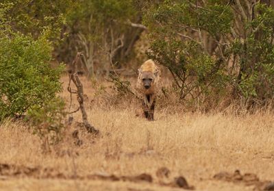 Gevlekte Hiëna / Spotted Hyena