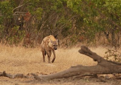 Gevlekte Hiëna / Spotted Hyena