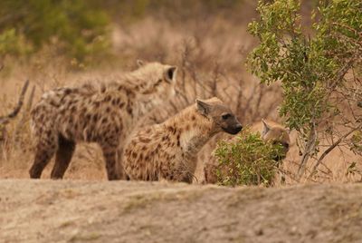 Gevlekte Hiëna / Spotted Hyena