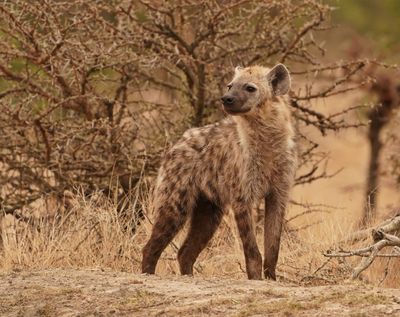 Gevlekte Hiëna / Spotted Hyena