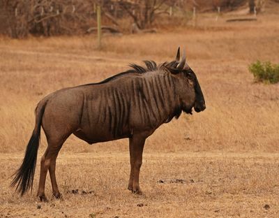 Blouwildebees / Blue Wildebeest