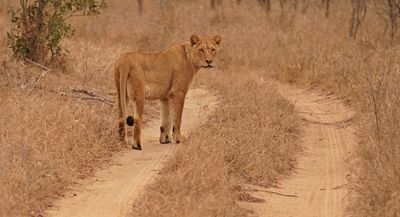 Leeu / Lion