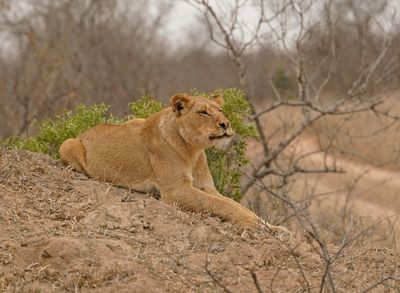 Leeu / Lion