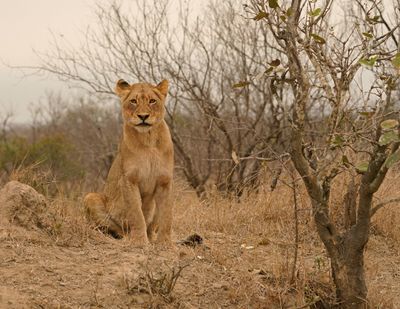 Leeu / Lion