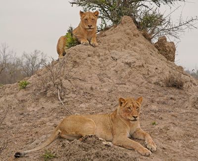 Leeu / Lion