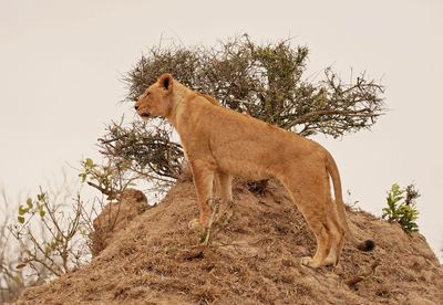Leeu / Lion
