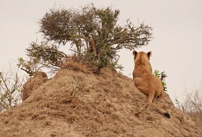 Leeu / Lion