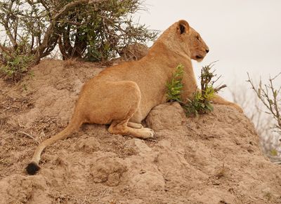 Leeu / Lion