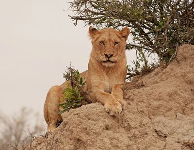 Leeu / Lion