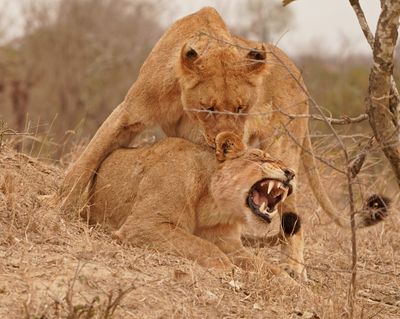 Leeu / Lion