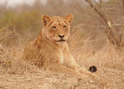 Leeu / Lion