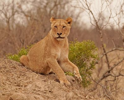 Leeu / Lion