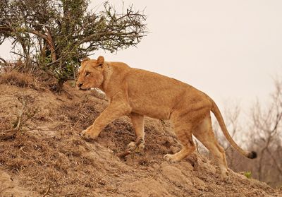 Leeu / Lion