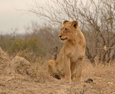 Leeu / Lion
