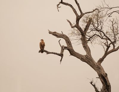 Roofarend / Tawny Eagle