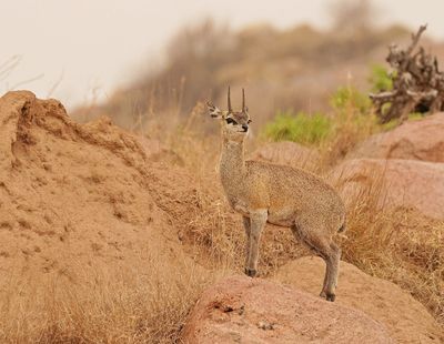 Klipbokkie / Klipspringer