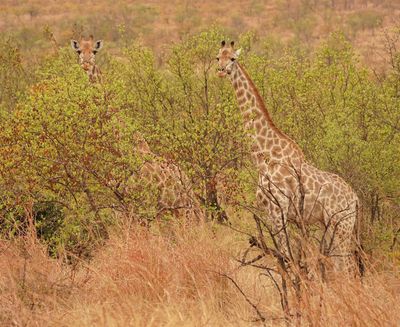Kameelperd / Giraffe