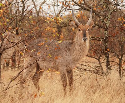 Waterbok / Waterbuck