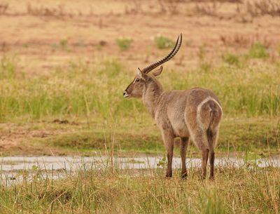 Waterbok / Waterbuck