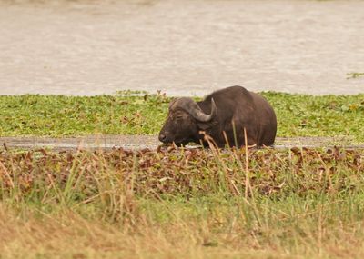 Buffel / African Buffalo