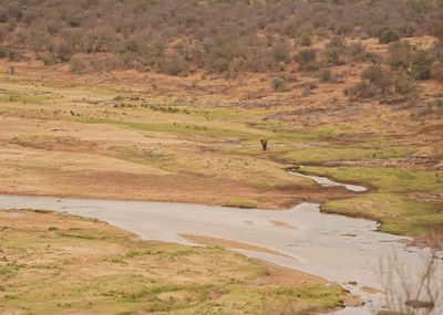 Afrika Olifant / African Elephant