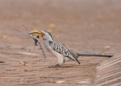 Geelbekneushoringvoël / Southern Yellow-billed Hornbill